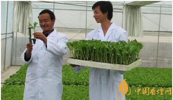 煙草專業(yè)大學排名，煙草專業(yè)就業(yè)前景好