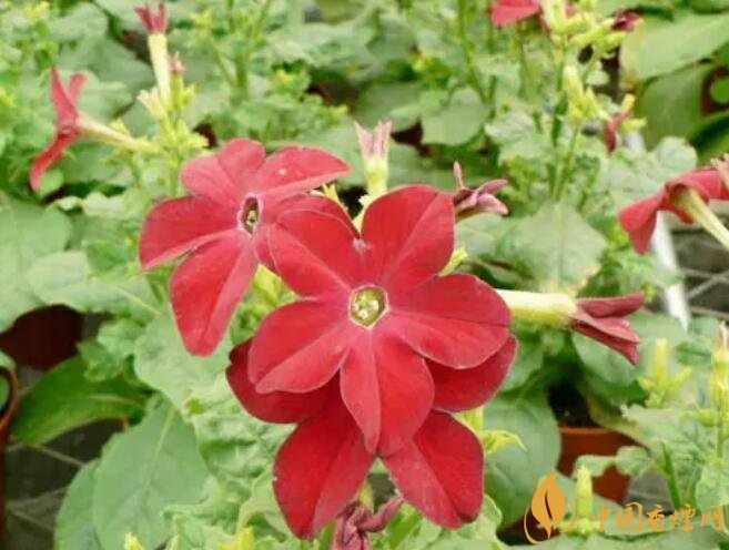 煙草花花語(yǔ)是什么，煙草花什么時(shí)候開花