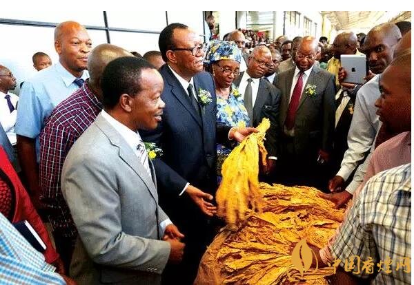 津巴布韋煙葉為什么好，黃金煙葉成為國寶