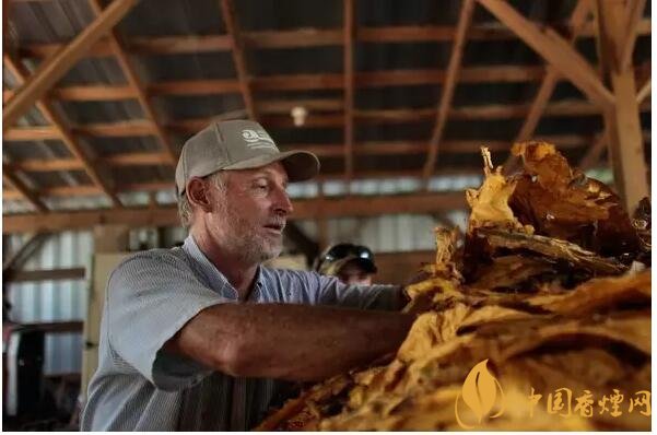 津巴布韋煙葉為什么好，黃金煙葉成為國寶