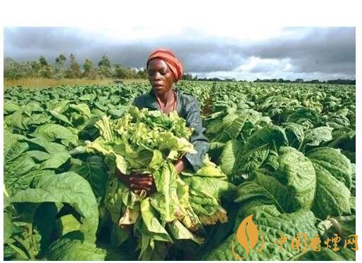 津巴布韋煙葉為什么好，黃金煙葉成為國寶