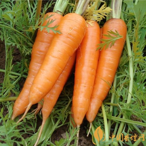 預防抽煙得肺癌，這些食物降低抽煙傷害