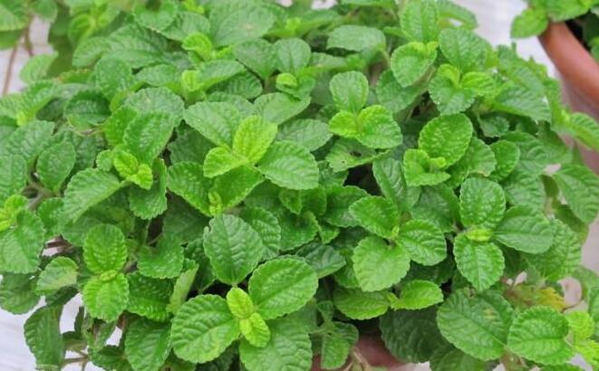 怎么去除尼古丁植物 哪種植物最吸尼古?。ㄈf年青）